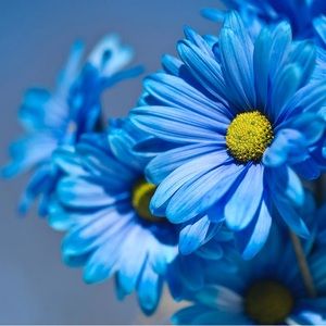 Meet your Posher, Janine